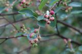 Amelanchier canadensis. Верхушка плодоносящей веточки. Республика Алтай, Шебалинский р-н, с. Камлак, Горно-Алтайский ботанический сад, в культуре. 03.07.2022.