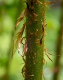 Dryopteris expansa