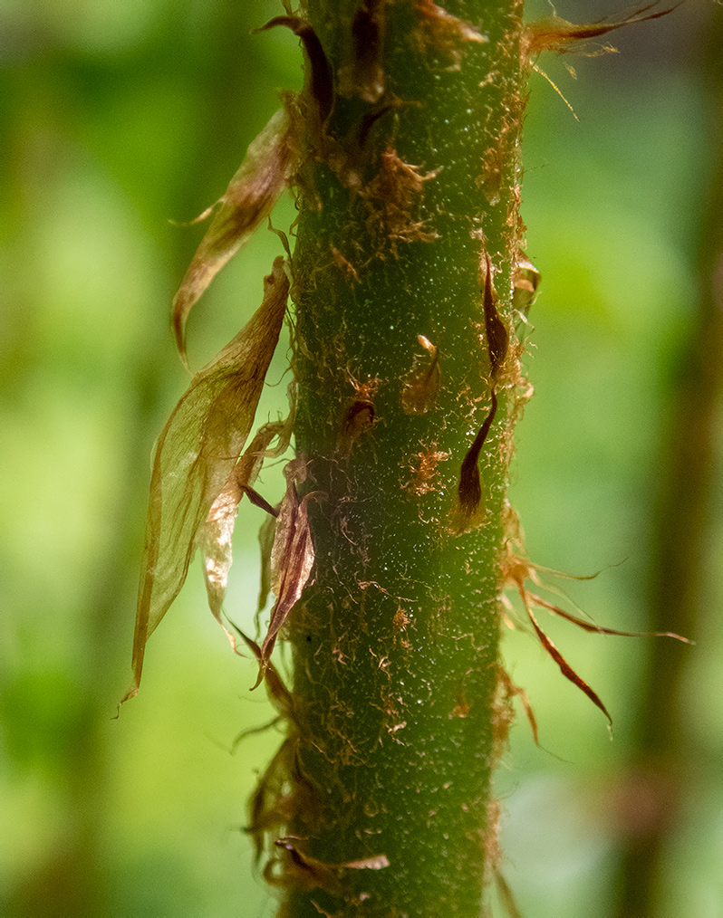 Image of Dryopteris expansa specimen.