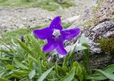 Campanula saxifraga. Цветок и листья. Карачаево-Черкесия, Урупский р-н, Кавказский биосферный заповедник, Имеретинское ущелье, ≈ 2200 м н.у.м., скалы под Верхним Имеретинским водопадом, в скальной расщелине. 28.07.2022.