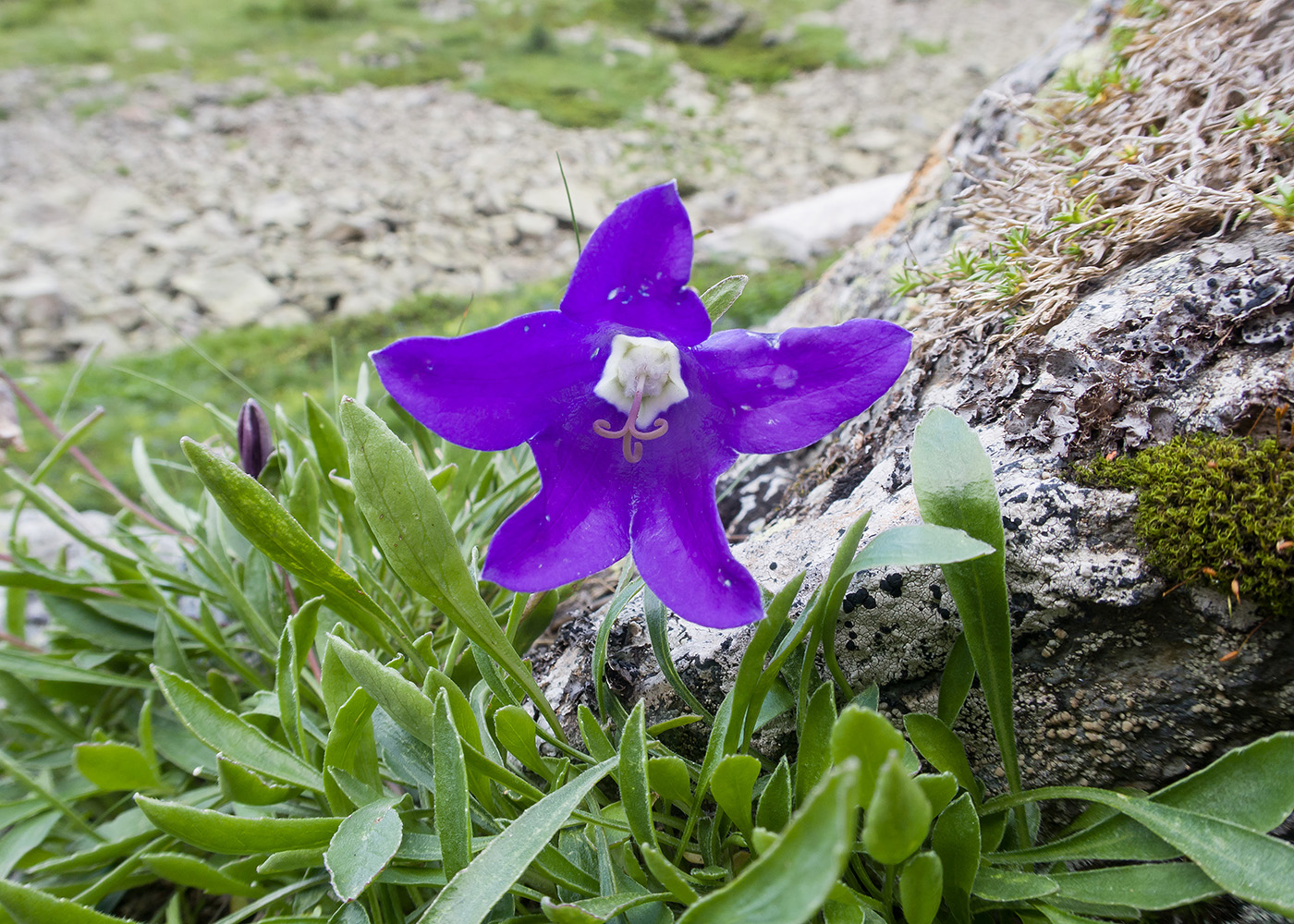 Image of Campanula saxifraga specimen.