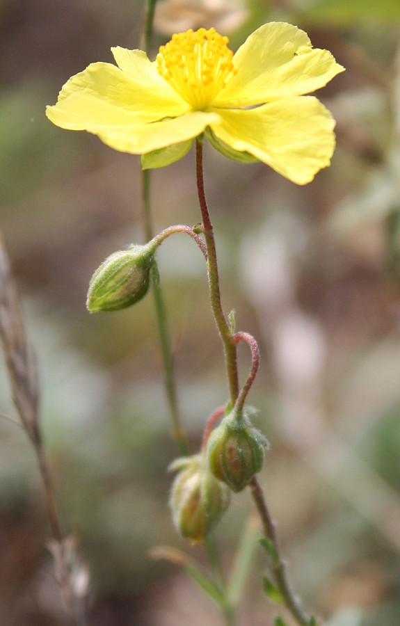 Изображение особи Helianthemum ovatum.