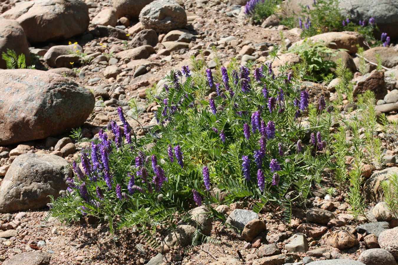 Image of Vicia cracca specimen.