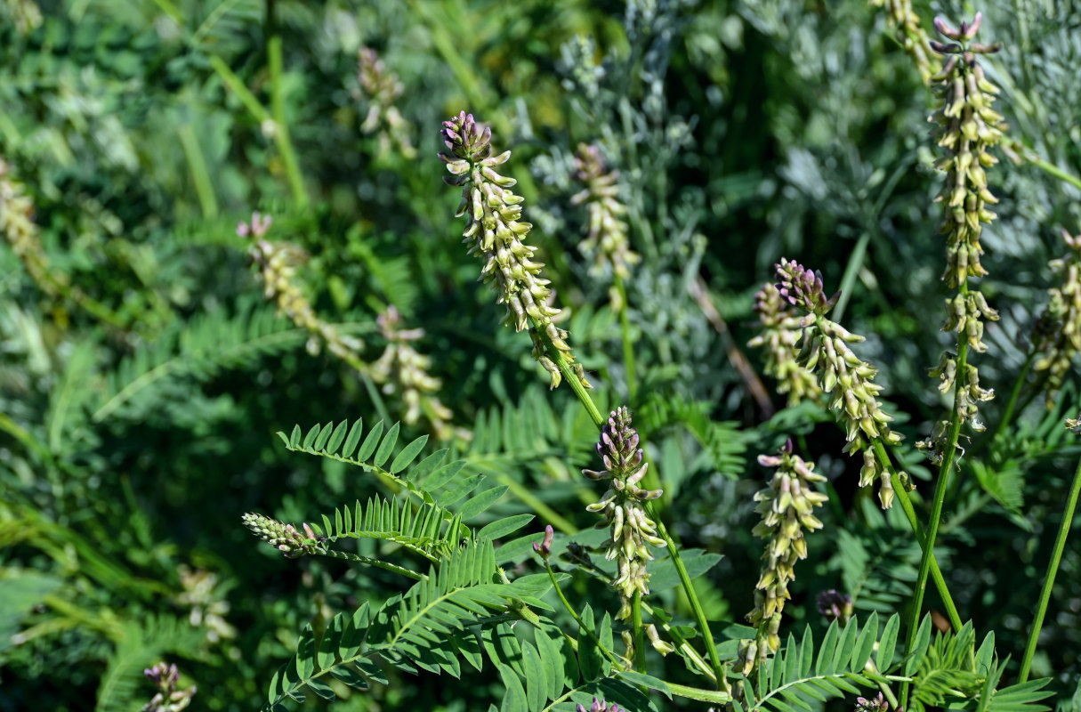 Image of Astragalus falcatus specimen.