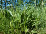 Rumex acetosa