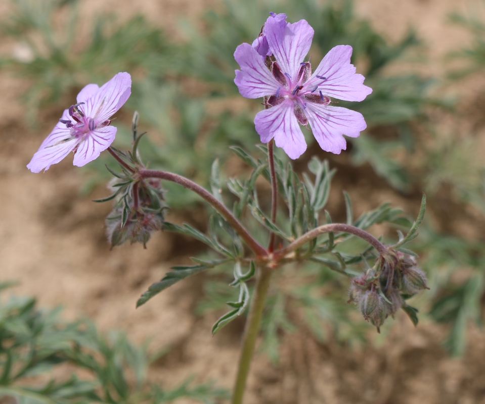 Изображение особи Geranium tuberosum.