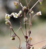 Cerastium fragillimum