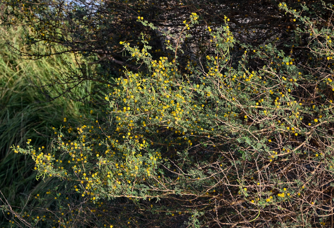 Изображение особи Vachellia pachyceras.