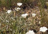 Convolvulus holosericeus