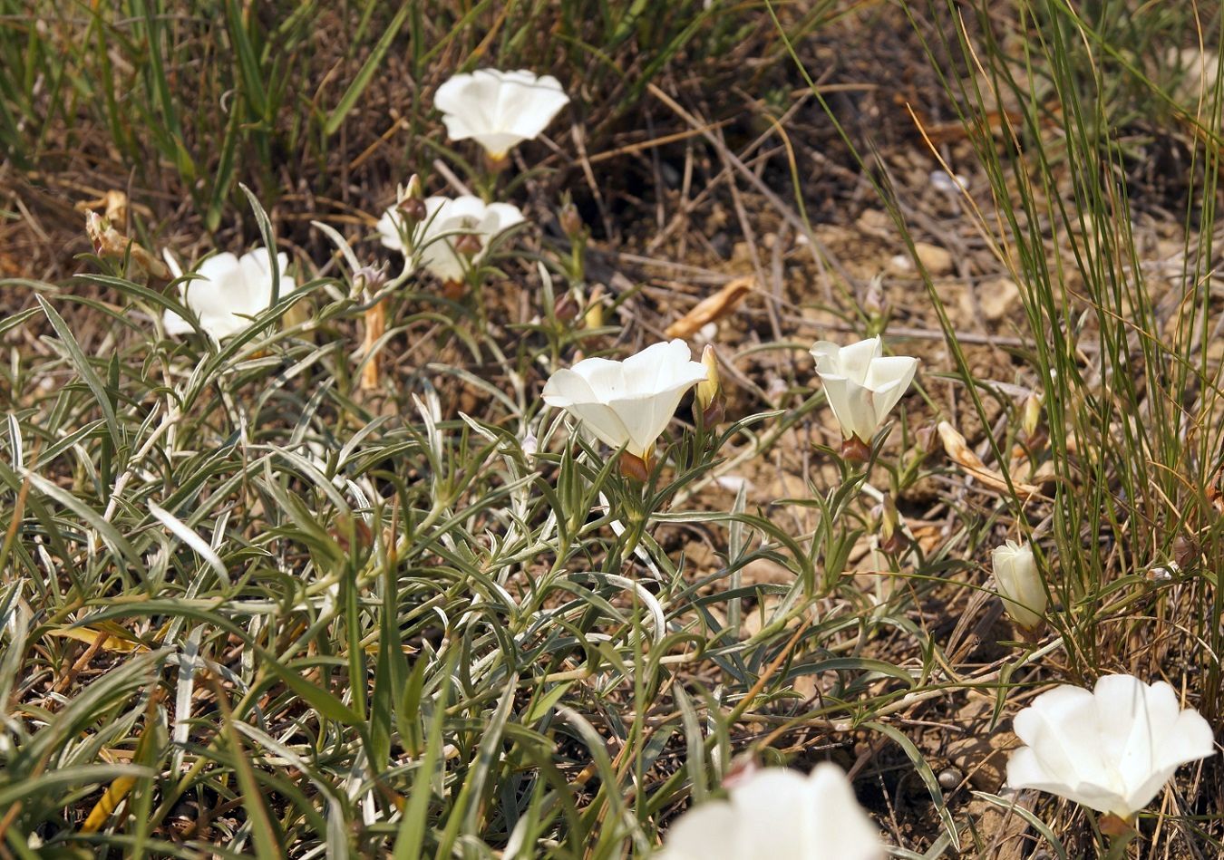 Image of Convolvulus holosericeus specimen.