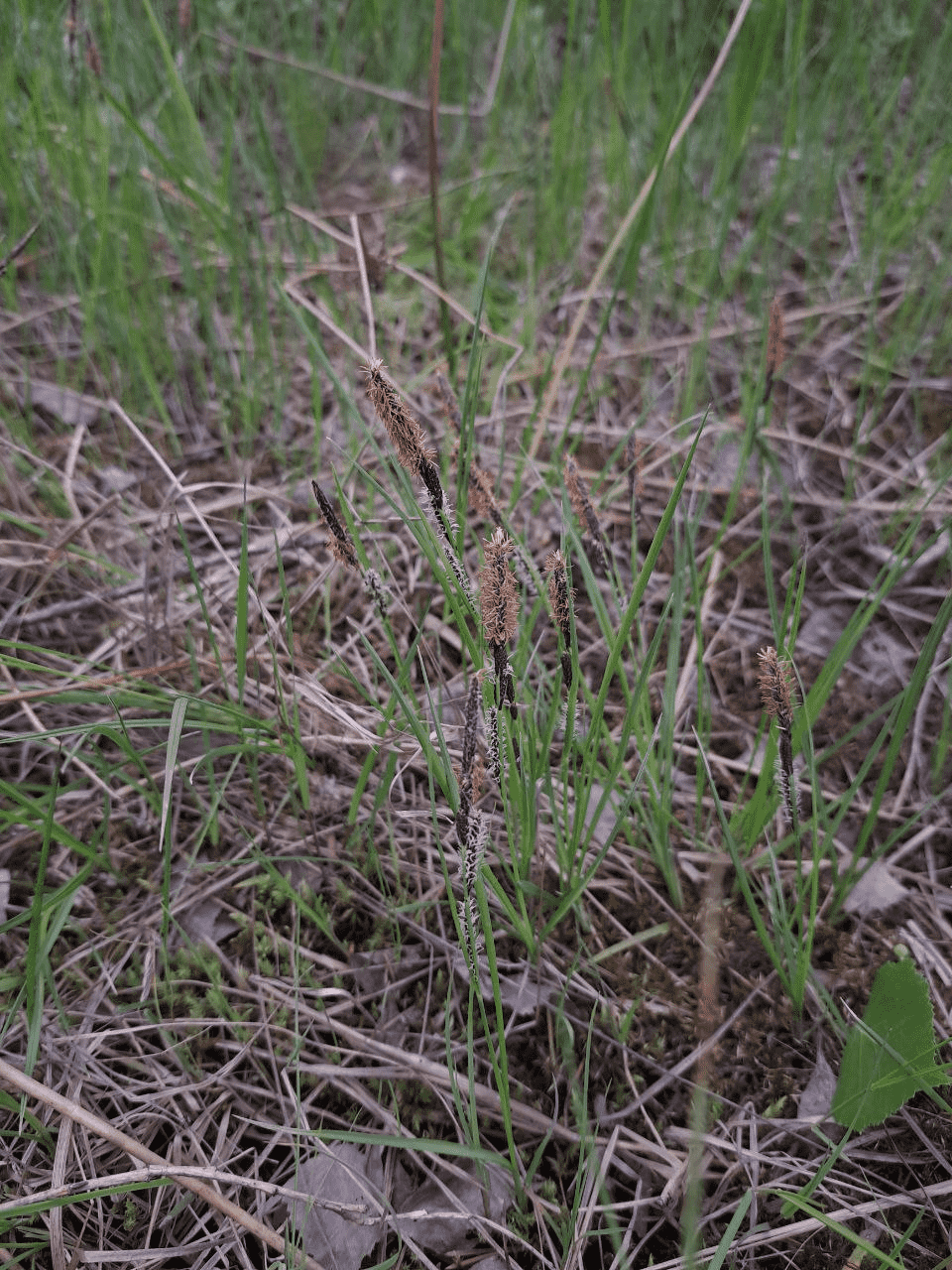 Image of Carex nigra specimen.