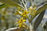 Elaeagnus angustifolia. Часть цветущего побега. Приморский край, г. Владивосток, о. Русский, кампус ДВФУ. 24.06.2023.