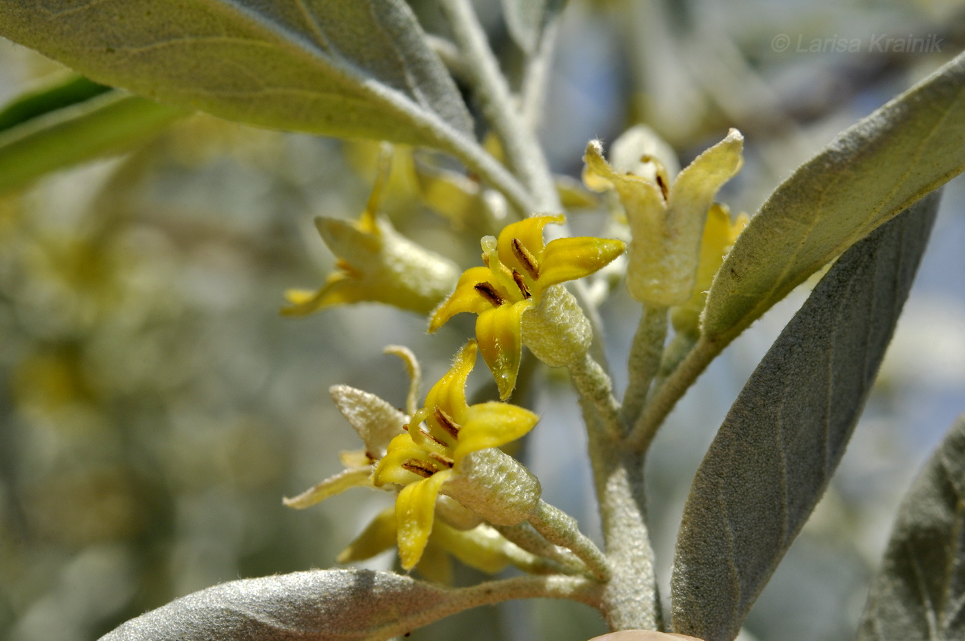 Image of Elaeagnus angustifolia specimen.