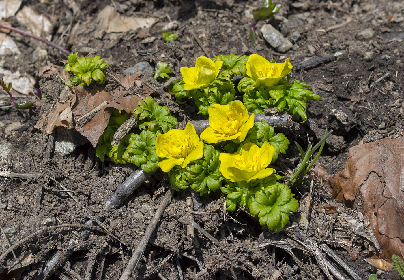 Изображение особи Trollius ranunculinus.