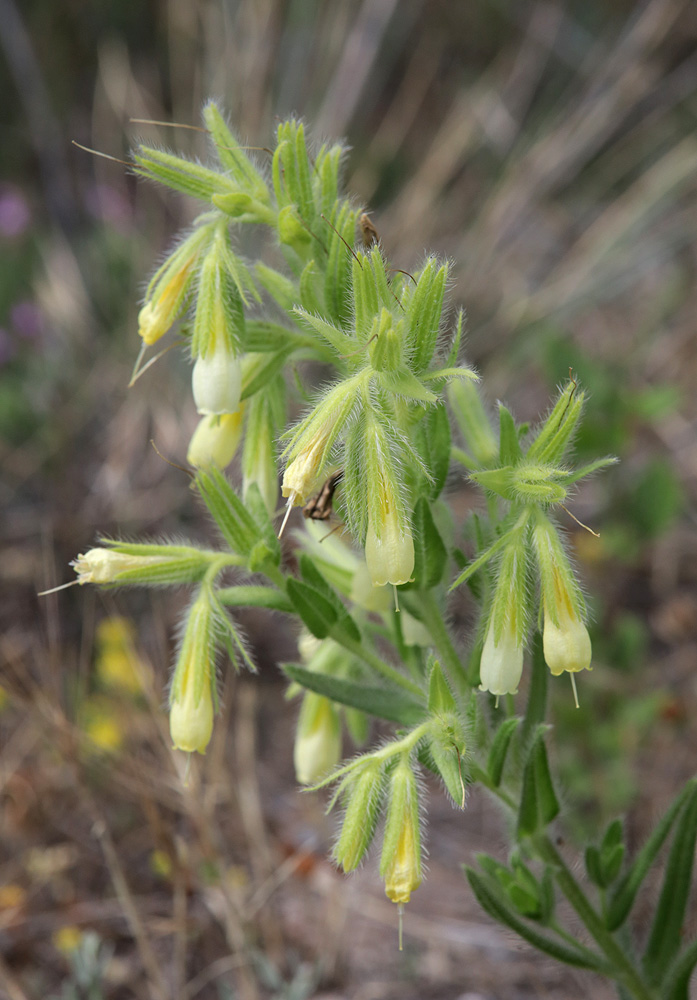 Image of Onosma visianii specimen.