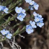 род Eritrichium