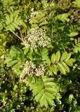 Sorbus aucuparia. Верхушка зацветающего растения (высота около 0,5 м). Мурманская обл., Кольский р-н, сельское поселение Териберка, о. Кильдин, окр. маяка Кильдинский восточный, вороничная тундра. 24.06.2023.