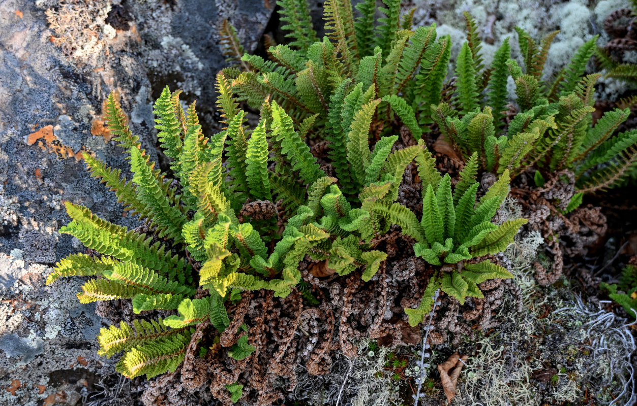 Изображение особи Dryopteris fragrans.