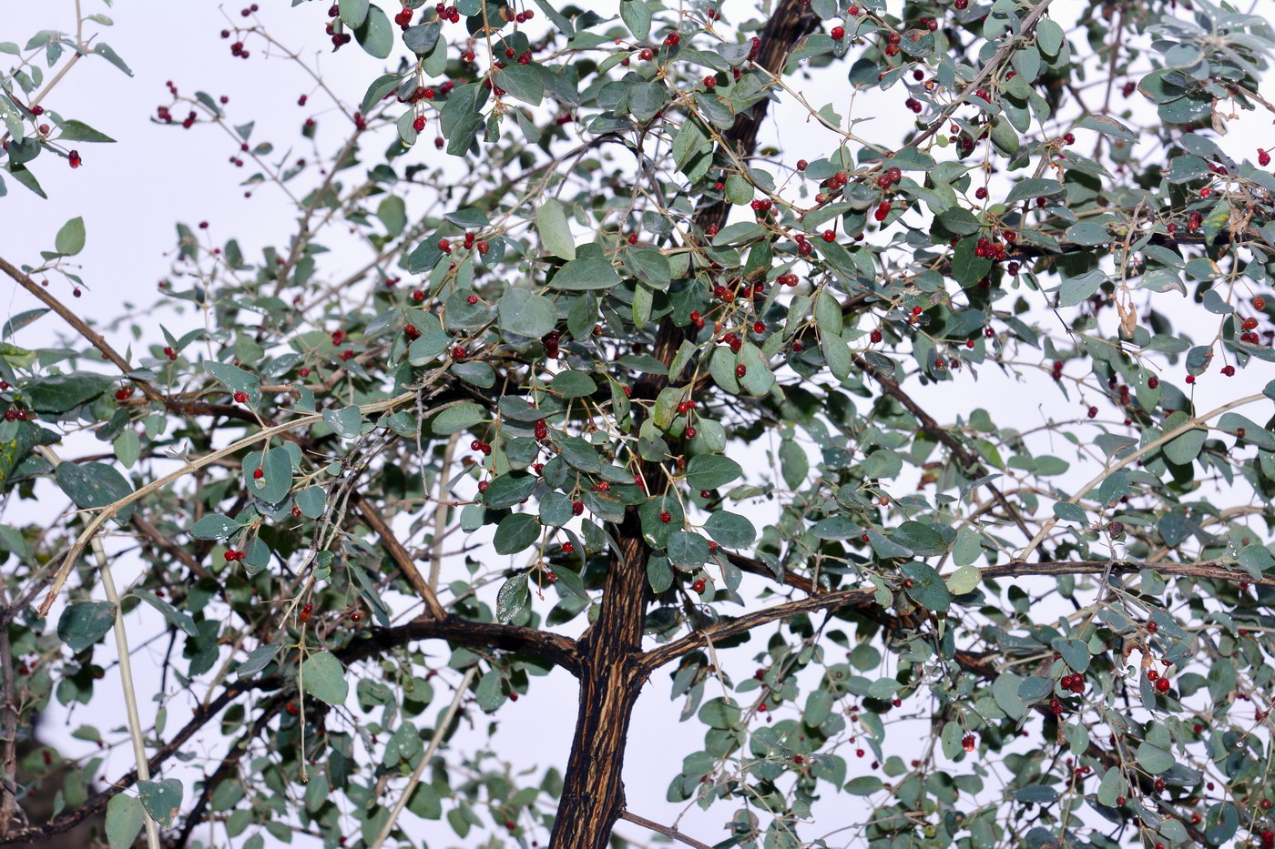 Image of genus Lonicera specimen.