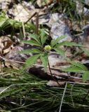 Anemone reflexa