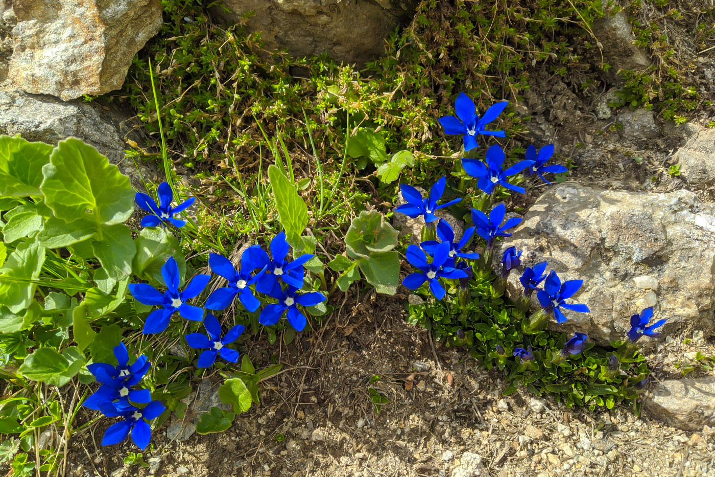 Изображение особи Gentiana angulosa.
