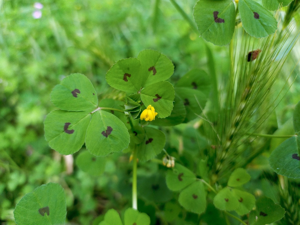 Изображение особи Medicago arabica.