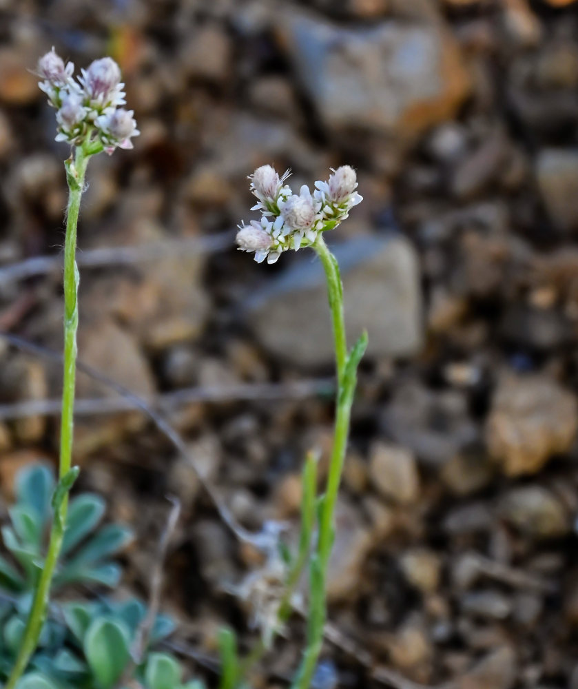 Image of Antennaria dioica specimen.