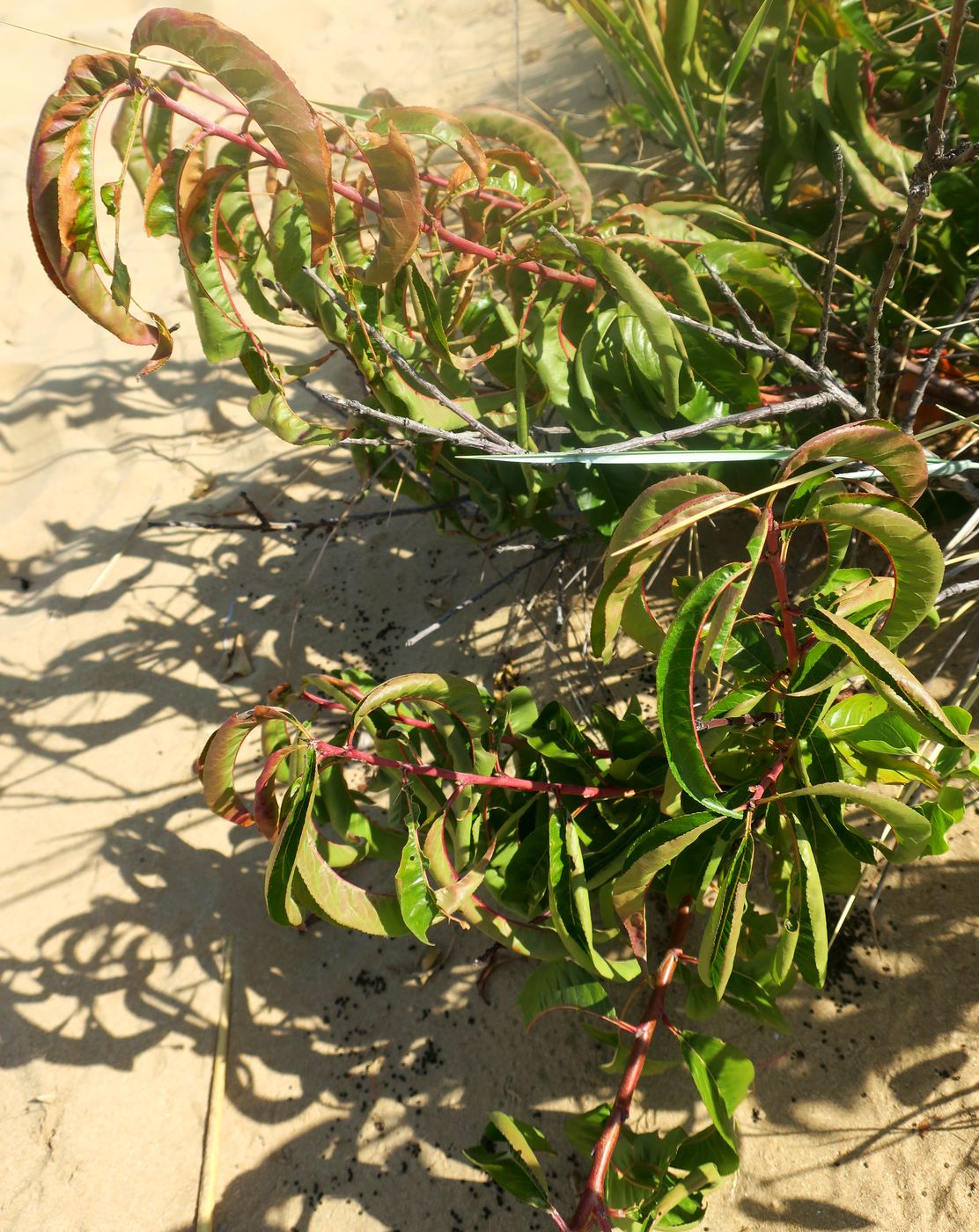 Image of Persica vulgaris specimen.