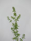 Galium