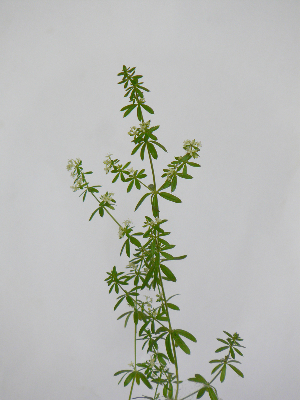 Изображение особи род Galium.