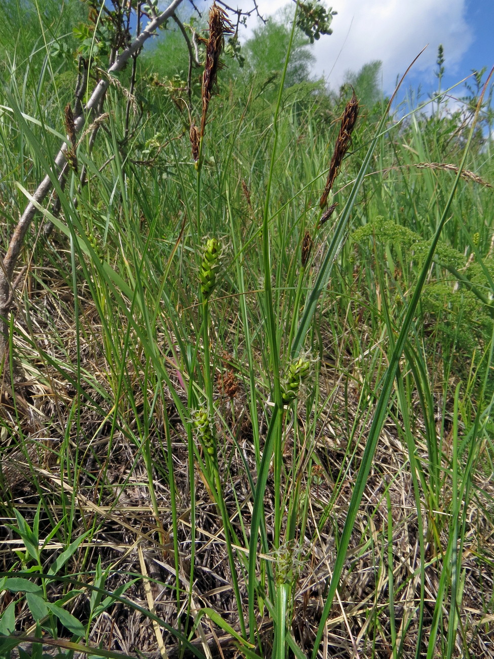 Image of Carex melanostachya specimen.