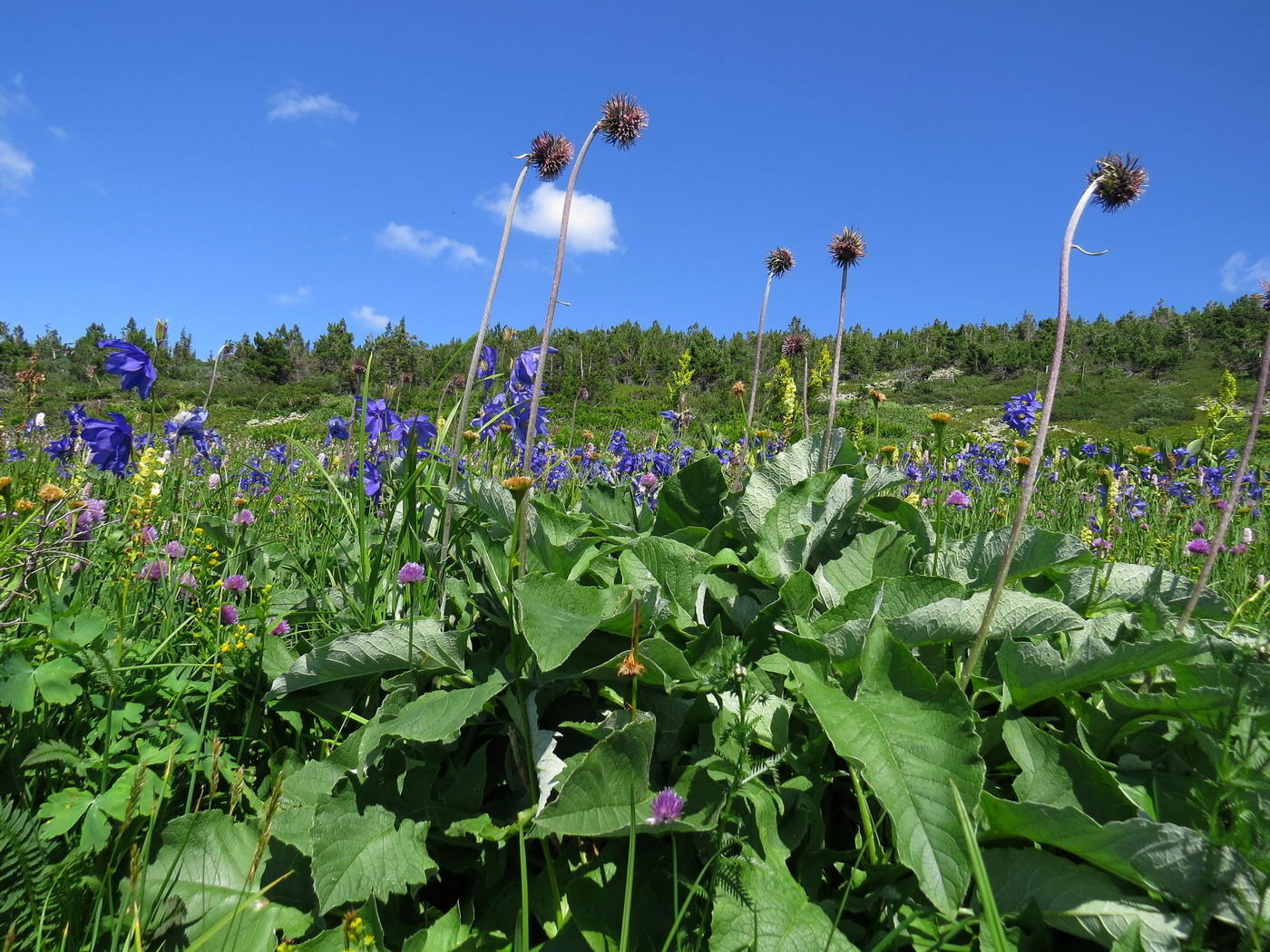 Изображение особи Saussurea frolowii.