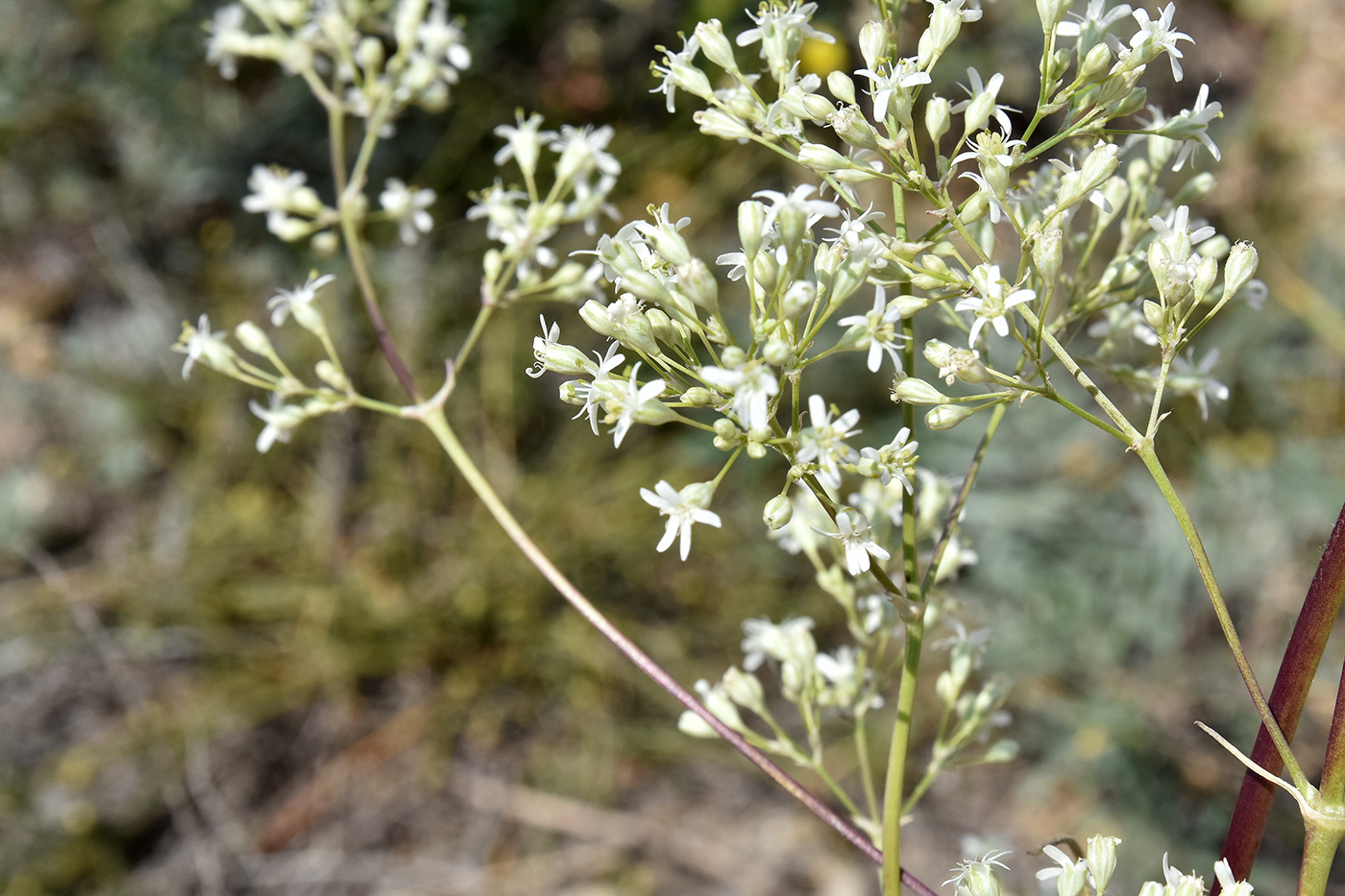 Изображение особи Silene wolgensis.