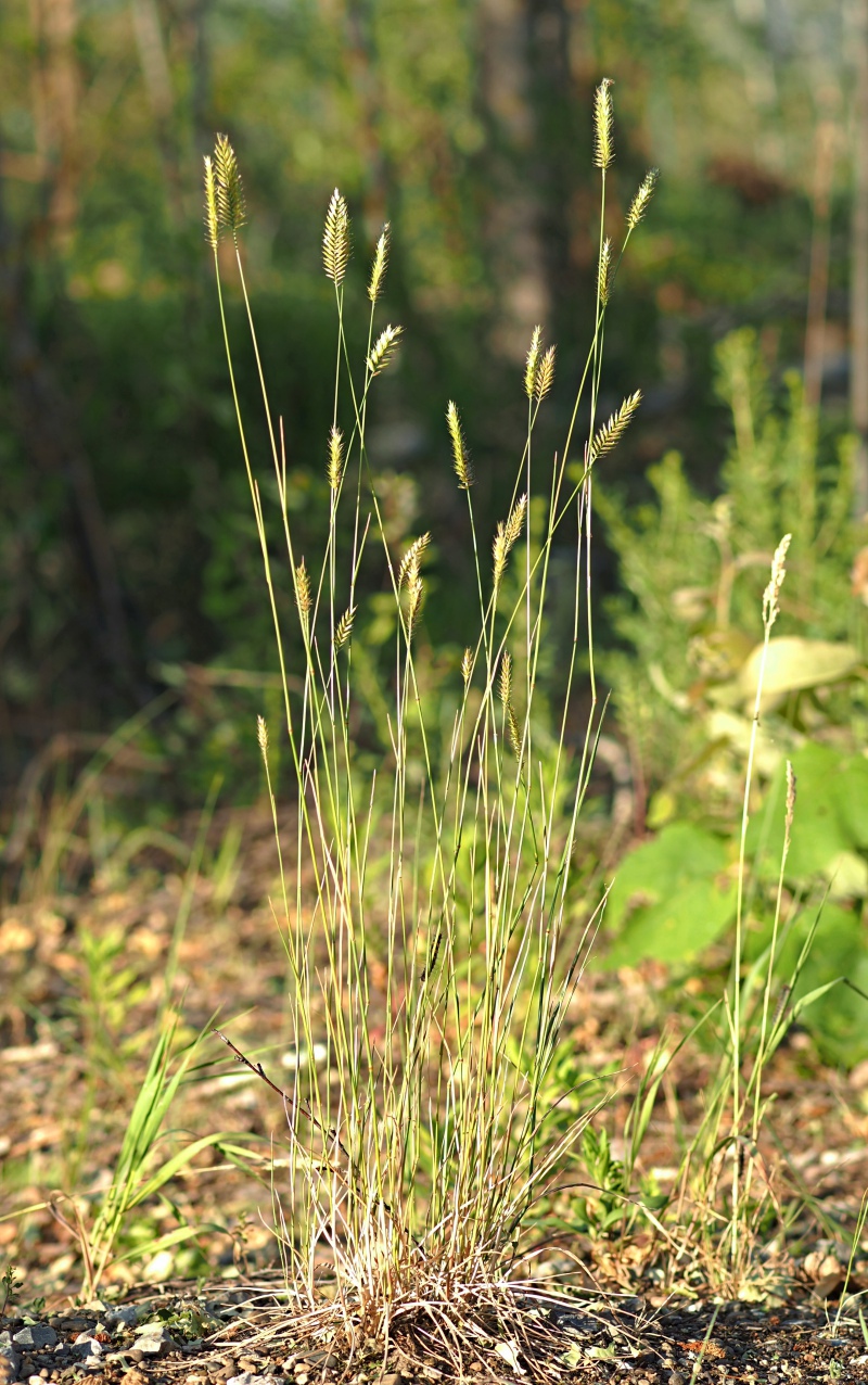 Image of Agropyron pectinatum specimen.