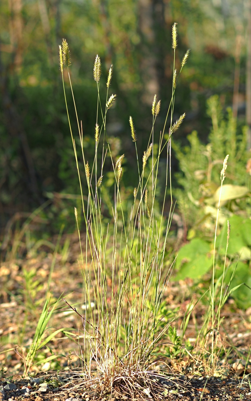 Изображение особи Agropyron pectinatum.