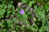Geranium pyrenaicum. Цветок. Грузия, Самцхе-Джавахети, окр. монастыря Мцване, опушка широколиственного леса. 12.06.2023.