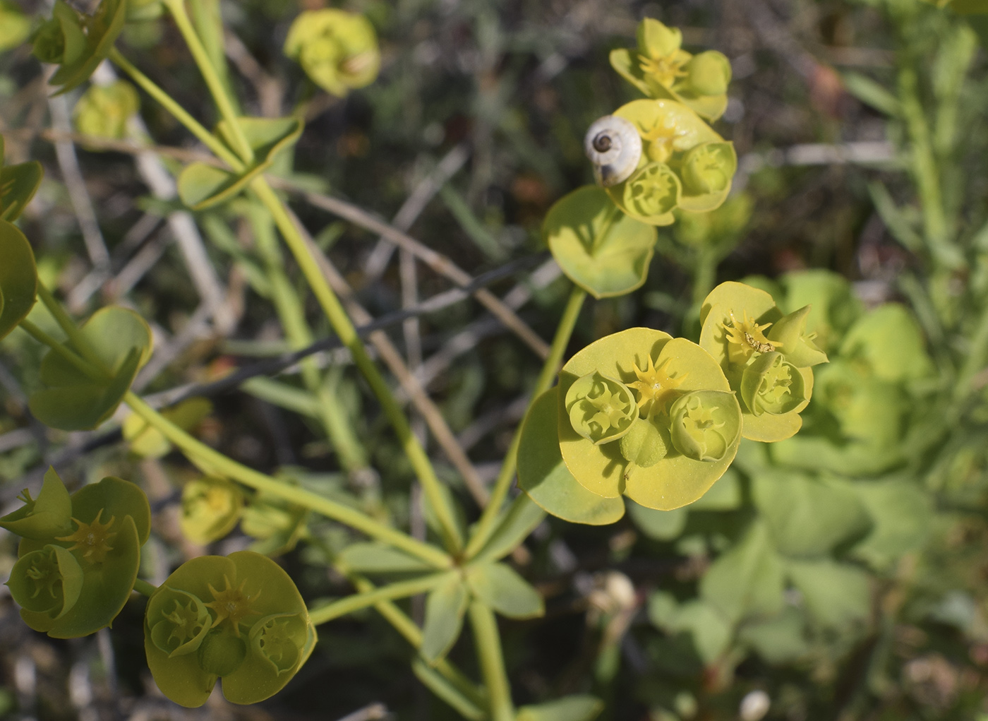 Изображение особи Euphorbia segetalis.