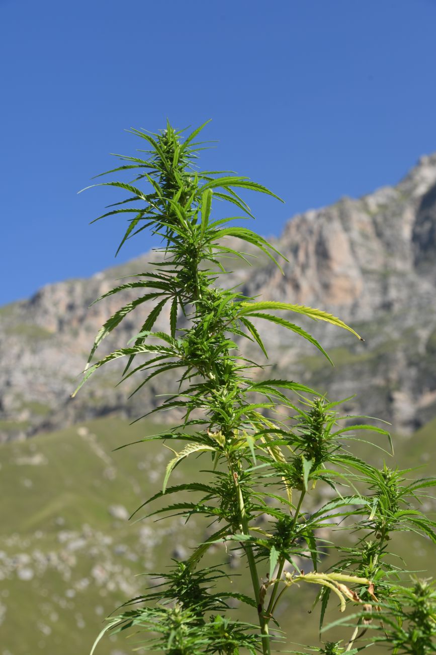 Image of Cannabis sativa var. spontanea specimen.