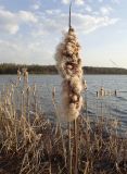 Typha angustifolia. Верхушка засохшего прошлогоднего побега с соплодием. Беларусь, Минская обл., Мядельский р-н, национальный парк \"Нарочанский\", окр. детского санатория \"Зубрёнок\", у берега пруда, на мелководье. 10.04.2024.