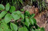 Aralia cordata. Верхушка побега с незрелым соплодием. Курильские о-ва, о-в Итуруп, вулкан Баранского, опушка лиственного леса, берег ручья. 24.08.2023.