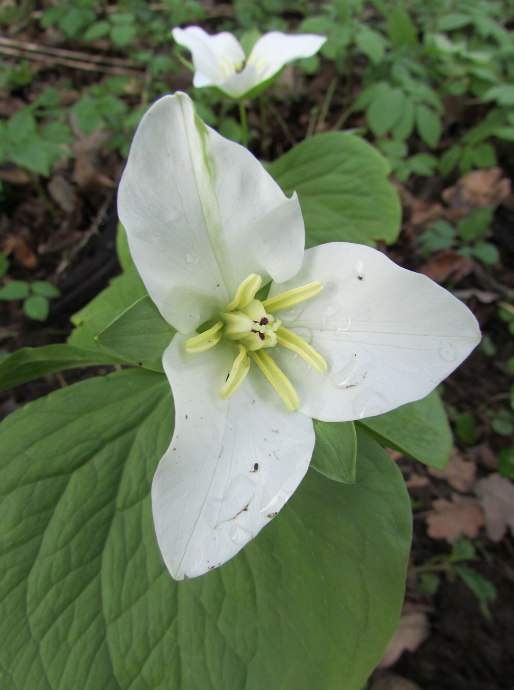 Изображение особи Trillium sulcatum.