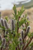 Salix kazbekensis