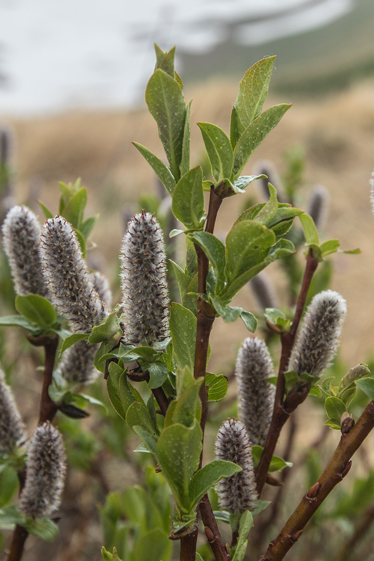 Изображение особи Salix kazbekensis.