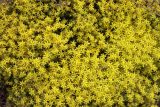 Sedum acre