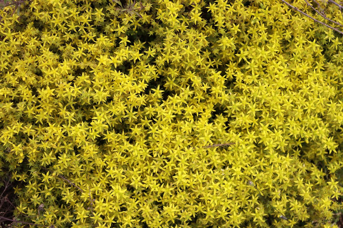 Изображение особи Sedum acre.