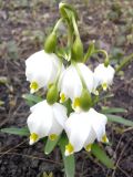 Leucojum vernum. Соцветие. Украина, Луганская обл., пгт Новосветловка. Весна 2010 г.