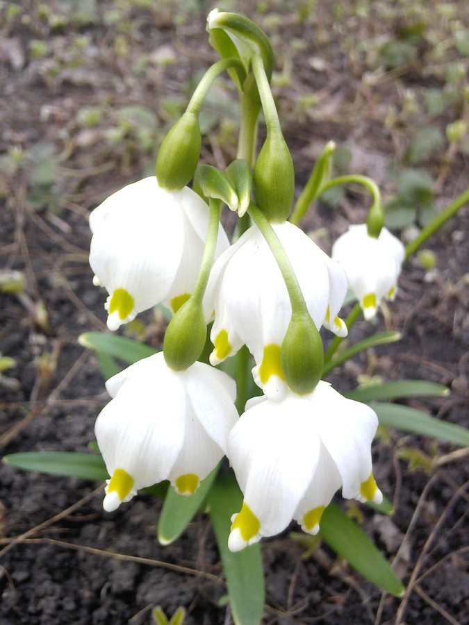 Изображение особи Leucojum vernum.