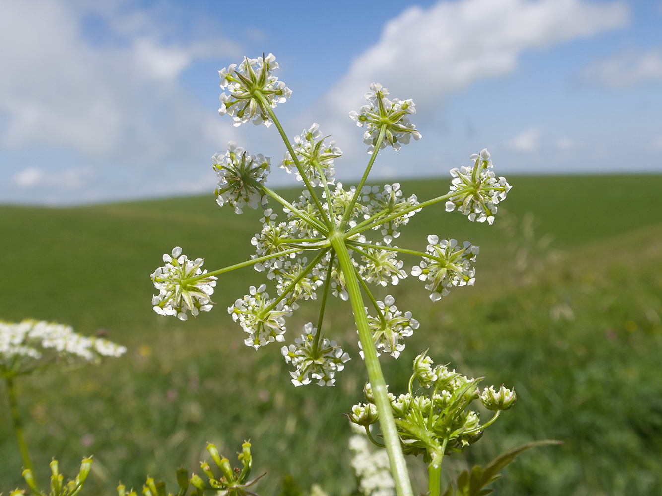 Изображение особи Anthriscus sylvestris.