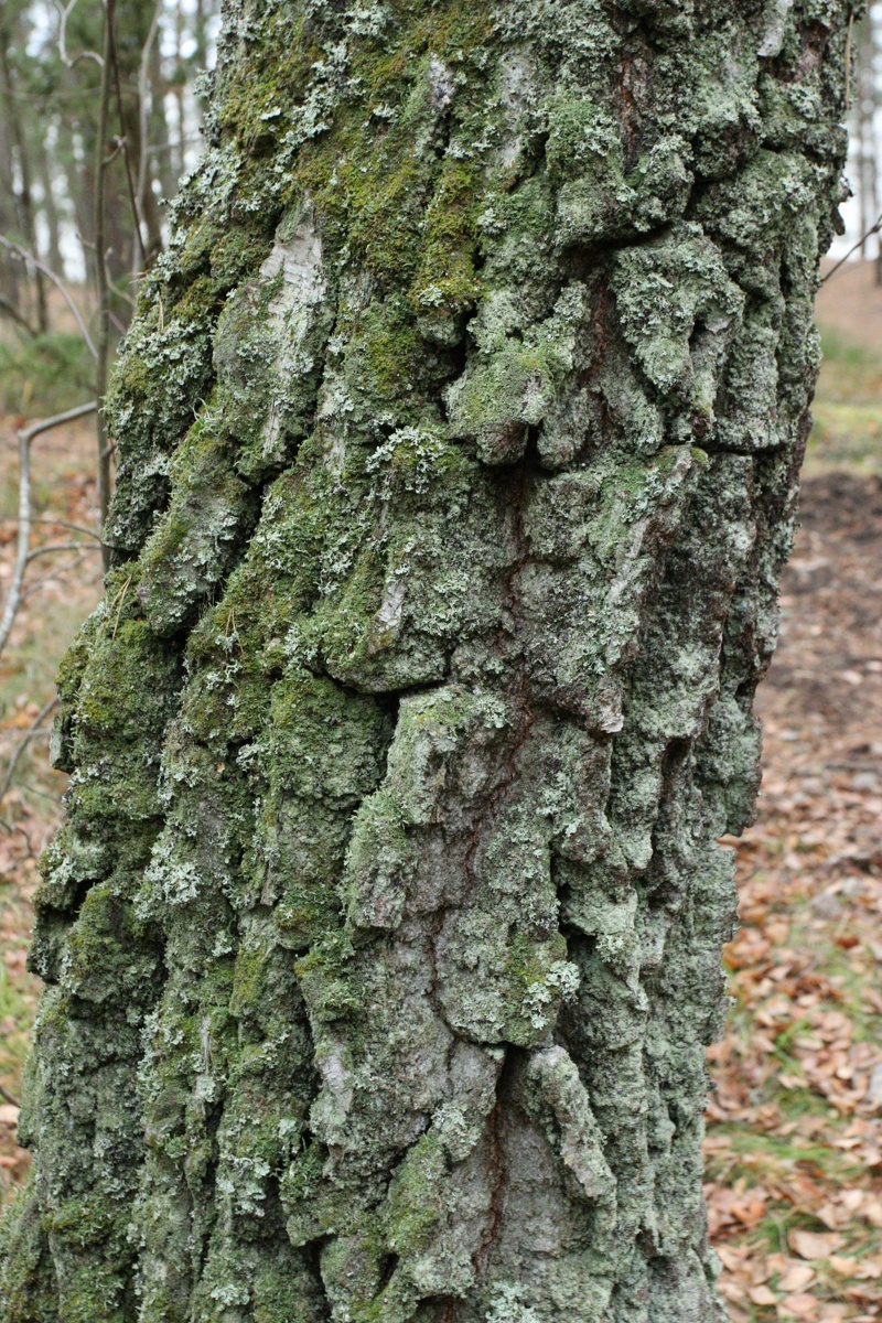 Изображение особи Betula pendula.
