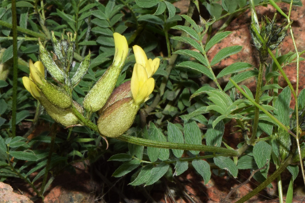 Image of Astragalus xanthomeloides specimen.